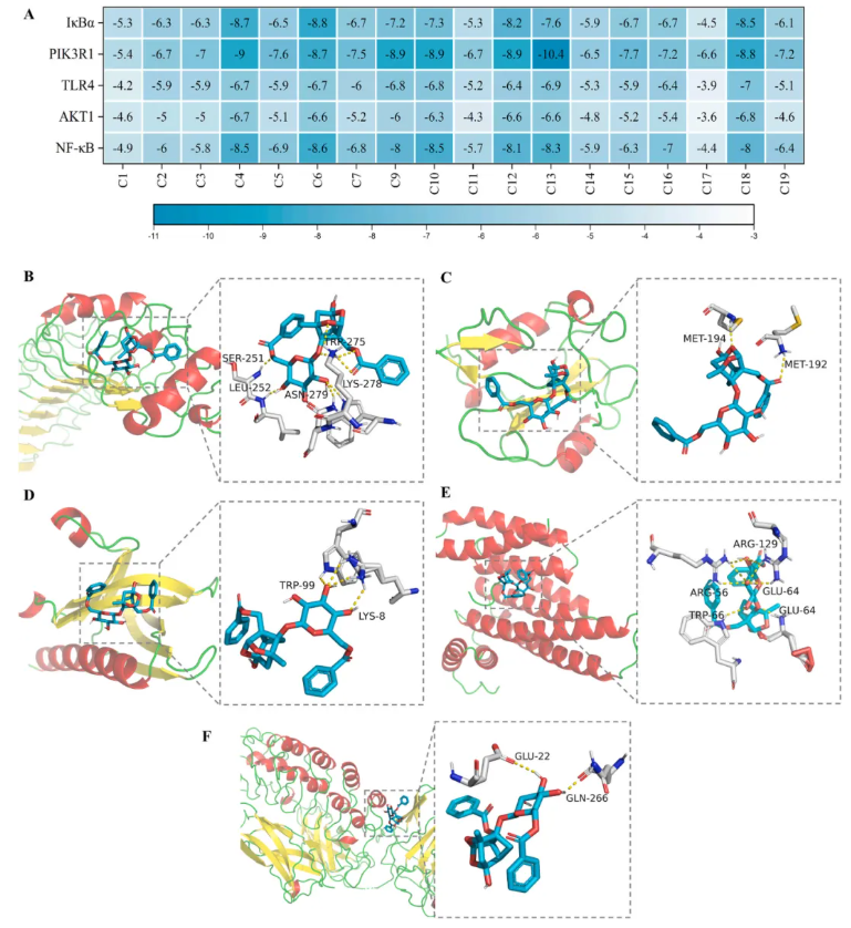 J Ethnopharmacol.|甘肃中医药大学张志红老师团队破解经典药对奥秘，精准阐释当归-白芍药对抗肝纤维化作用机制(图12)