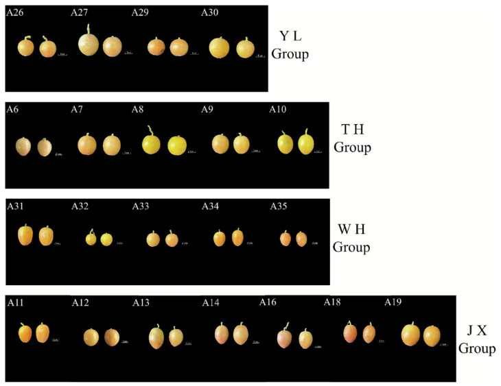 Food Chemistry:X(IF=8.2)|中国热带农业科学院徐兵强团队:电子舌+非靶标代谢组学深度解析黄皮品种代谢差异,揭示黄皮风味密码!(图2) Food Chemistry:X(IF=8.2)|中国热带农业科学院徐兵强团队:电子舌+非靶标代谢组学深度解析黄皮品种代谢差异,揭示黄皮风味密码!(图2)
