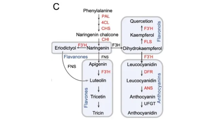 IF=15.7|北京林业大学研究团队破解植物“马太效应”:杨树靠关键基因操控菌群实现生长优势(图6) IF=15.7|北京林业大学研究团队破解植物“马太效应”:杨树靠关键基因操控菌群实现生长优势(图6)