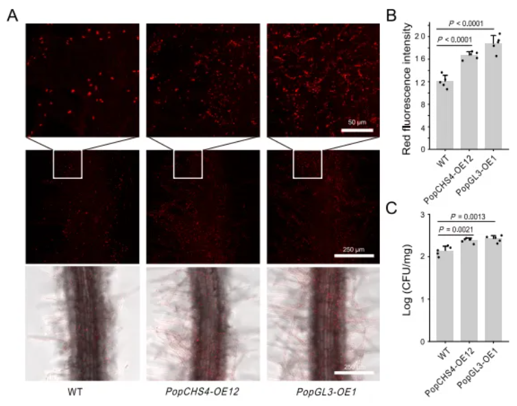 IF=15.7|北京林业大学研究团队破解植物“马太效应”:杨树靠关键基因操控菌群实现生长优势(图7) IF=15.7|北京林业大学研究团队破解植物“马太效应”:杨树靠关键基因操控菌群实现生长优势(图7)