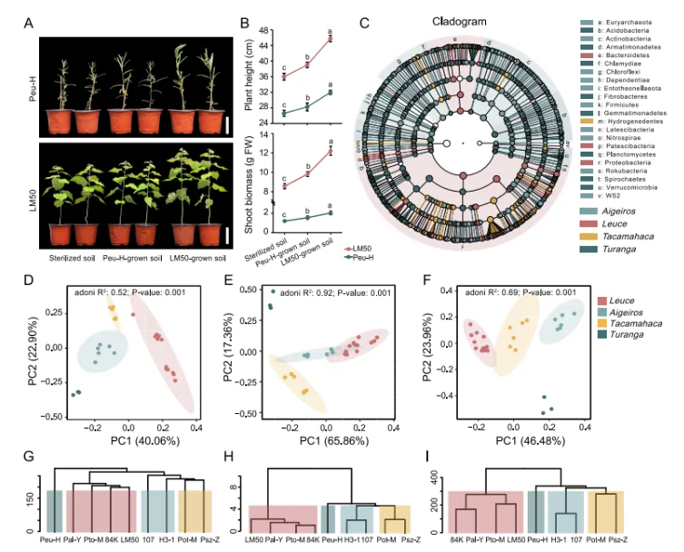 IF=15.7|北京林业大学研究团队破解植物“马太效应”:杨树靠关键基因操控菌群实现生长优势(图2) IF=15.7|北京林业大学研究团队破解植物“马太效应”:杨树靠关键基因操控菌群实现生长优势(图2)