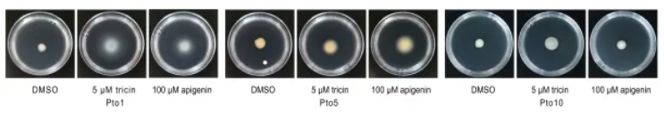 IF=15.7|北京林业大学研究团队破解植物“马太效应”:杨树靠关键基因操控菌群实现生长优势(图5) IF=15.7|北京林业大学研究团队破解植物“马太效应”:杨树靠关键基因操控菌群实现生长优势(图5)