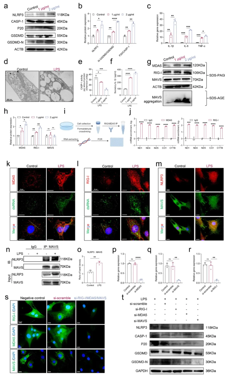 CCS(IF=8.9)|华中科技大学杨操教授团队：牛磺酸通过增强线粒体自噬，抑制mtdsRNA介导的髓核细胞焦亡(图5)