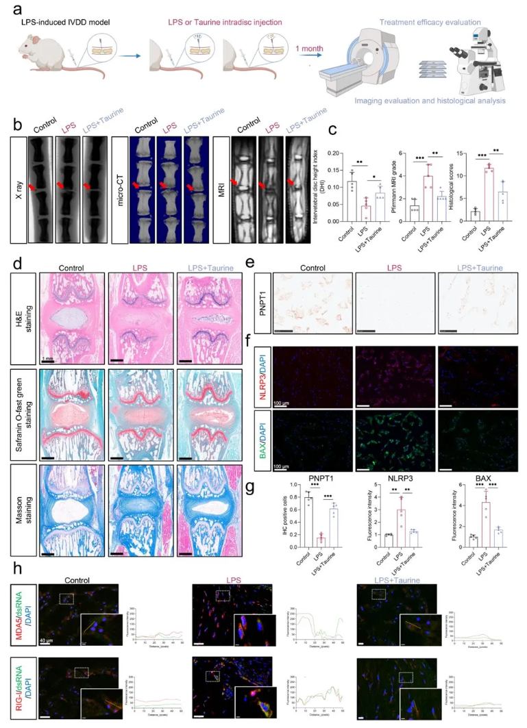 CCS(IF=8.9)|华中科技大学杨操教授团队：牛磺酸通过增强线粒体自噬，抑制mtdsRNA介导的髓核细胞焦亡(图10)