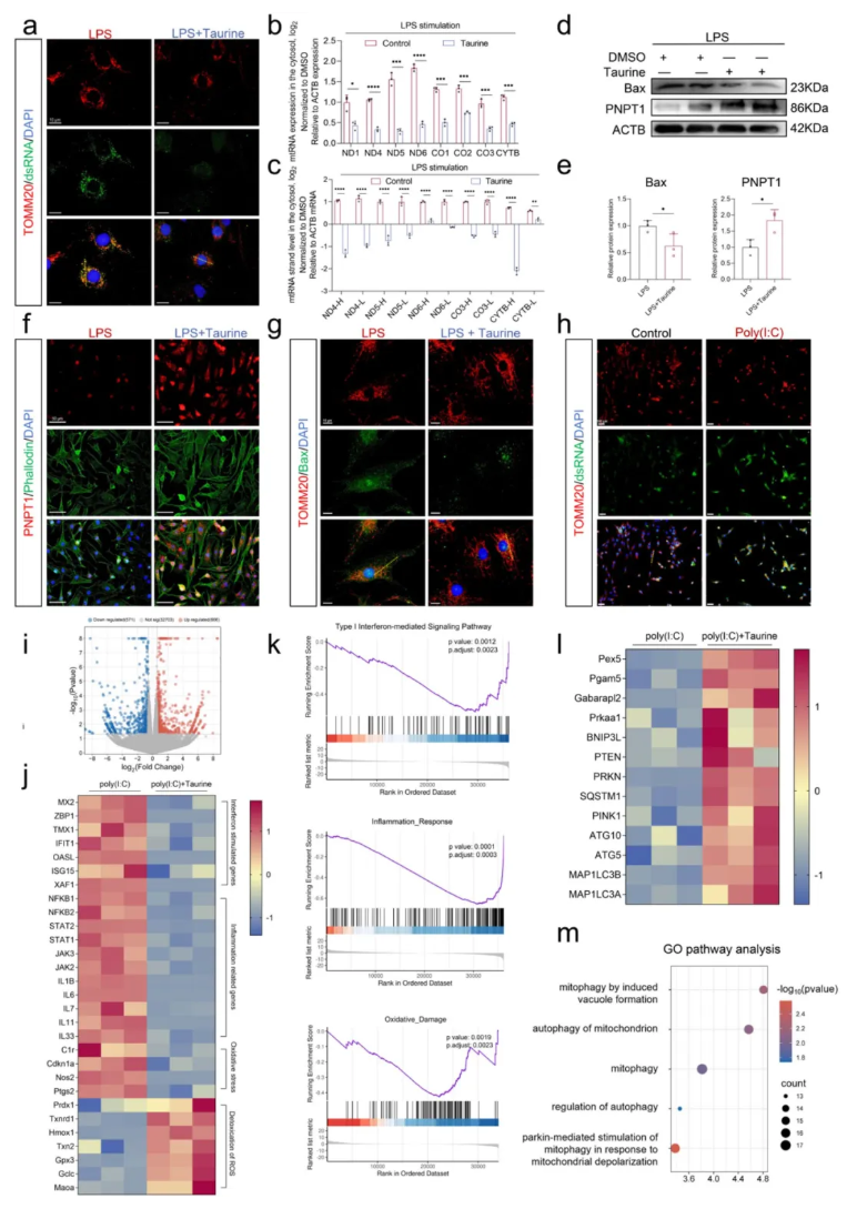 CCS(IF=8.9)|华中科技大学杨操教授团队：牛磺酸通过增强线粒体自噬，抑制mtdsRNA介导的髓核细胞焦亡(图8)