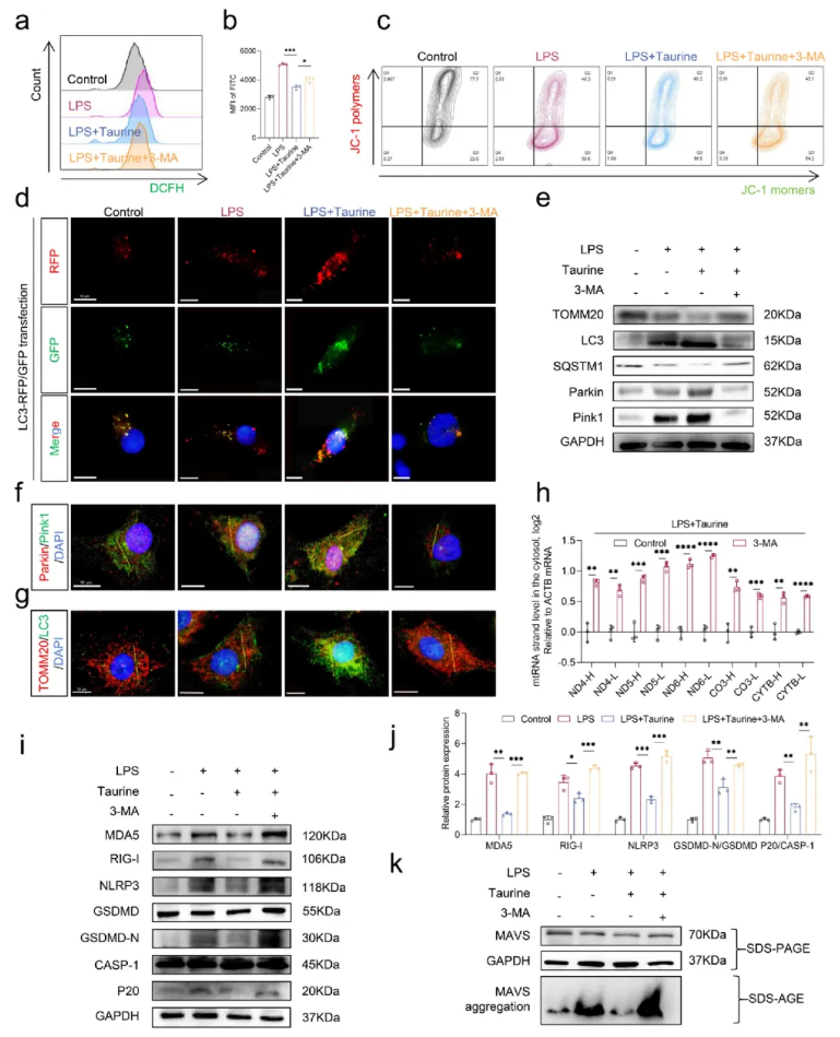 CCS(IF=8.9)|华中科技大学杨操教授团队：牛磺酸通过增强线粒体自噬，抑制mtdsRNA介导的髓核细胞焦亡(图9)