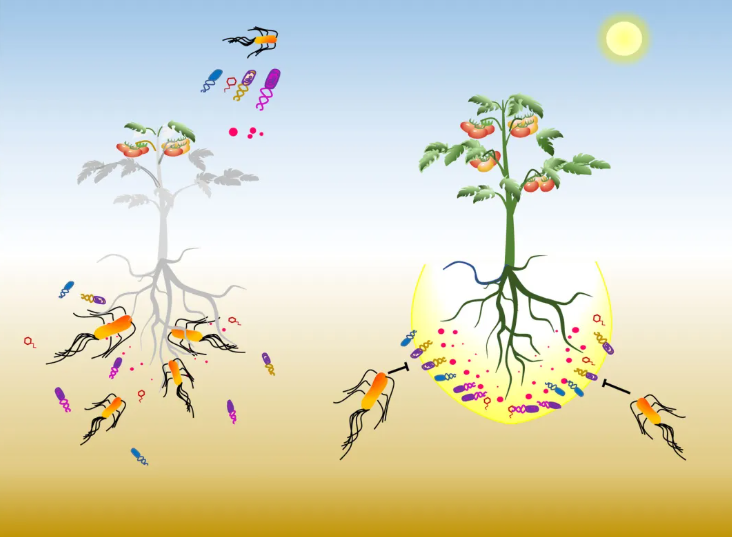 nat.commun.(IF=15.7)|南京农业大学研究团队揭秘:根际代谢物如何智斗青枯菌——益生元防控新策略(图7) nat.commun.(IF=15.7)|南京农业大学研究团队揭秘:根际代谢物如何智斗青枯菌——益生元防控新策略(图7)