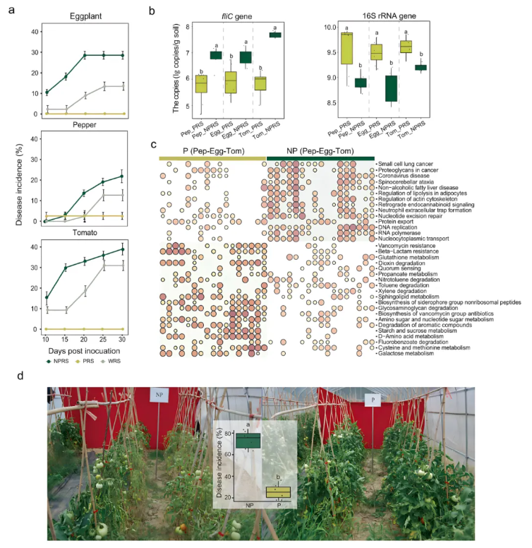 nat.commun.(IF=15.7)|南京农业大学研究团队揭秘:根际代谢物如何智斗青枯菌——益生元防控新策略(图5) nat.commun.(IF=15.7)|南京农业大学研究团队揭秘:根际代谢物如何智斗青枯菌——益生元防控新策略(图5)