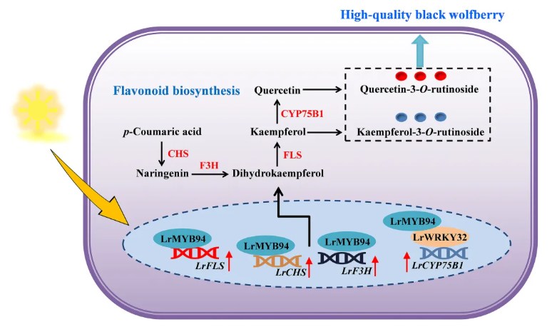 NP(IF=8.1)|西北农林研究团队解码黑枸杞“高品质密码”:光响应转录调控网络如何驱动类黄酮合成与药用活性?(图8) NP(IF=8.1)|西北农林研究团队解码黑枸杞“高品质密码”:光响应转录调控网络如何驱动类黄酮合成与药用活性?(图8)