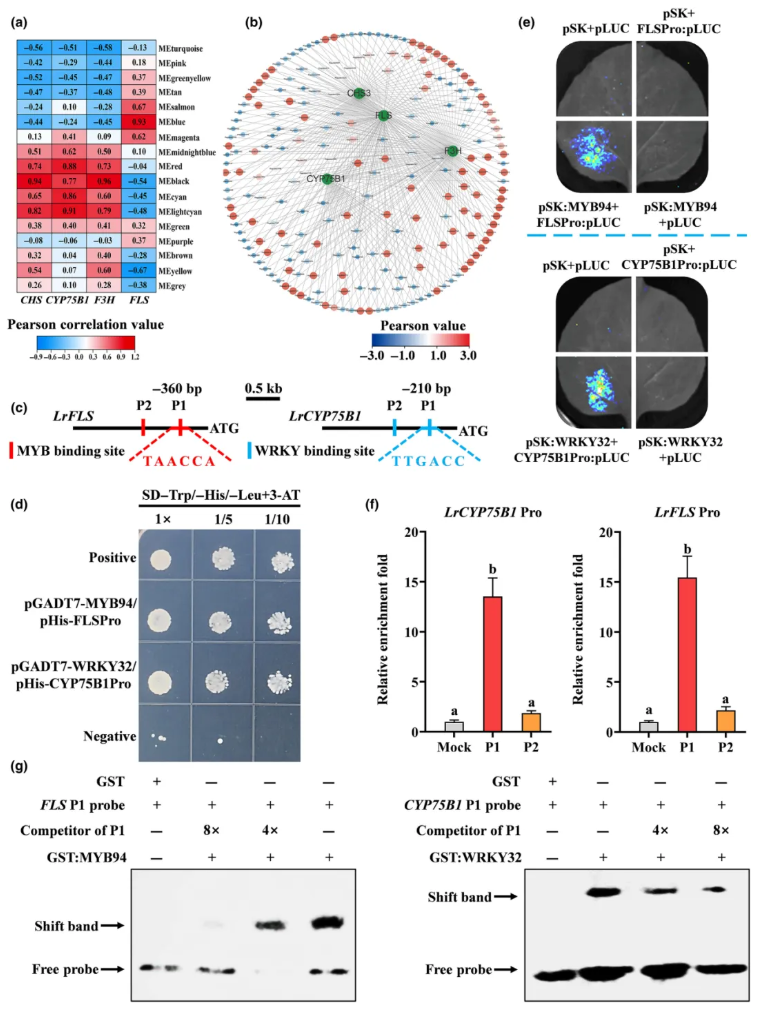 NP(IF=8.1)|西北农林研究团队解码黑枸杞“高品质密码”:光响应转录调控网络如何驱动类黄酮合成与药用活性?(图5) NP(IF=8.1)|西北农林研究团队解码黑枸杞“高品质密码”:光响应转录调控网络如何驱动类黄酮合成与药用活性?(图5)