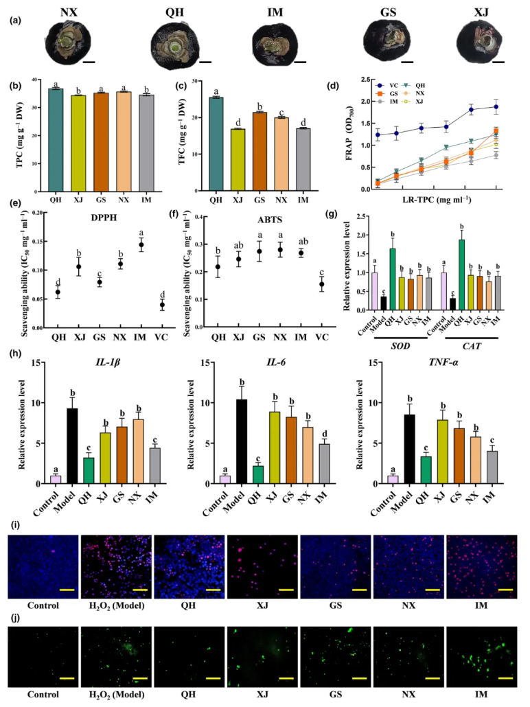 NP(IF=8.1)|西北农林研究团队解码黑枸杞“高品质密码”:光响应转录调控网络如何驱动类黄酮合成与药用活性?(图2) NP(IF=8.1)|西北农林研究团队解码黑枸杞“高品质密码”:光响应转录调控网络如何驱动类黄酮合成与药用活性?(图2)