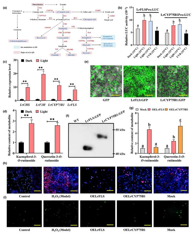 NP(IF=8.1)|西北农林研究团队解码黑枸杞“高品质密码”:光响应转录调控网络如何驱动类黄酮合成与药用活性?(图4) NP(IF=8.1)|西北农林研究团队解码黑枸杞“高品质密码”:光响应转录调控网络如何驱动类黄酮合成与药用活性?(图4)