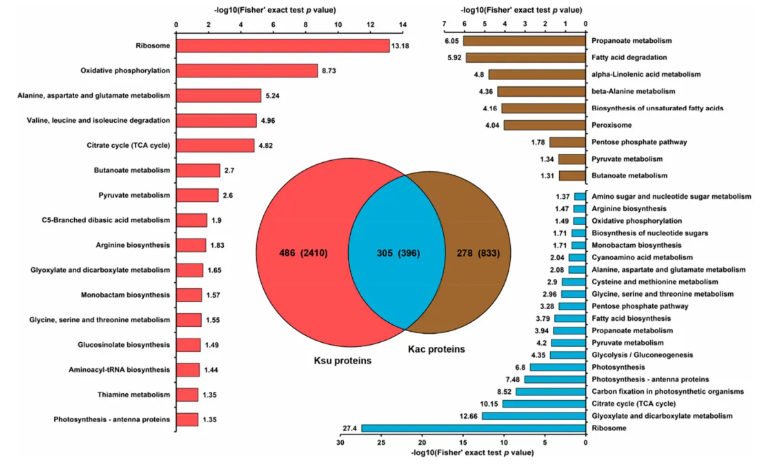 J.Agric.Food Chem.(IF=6.2)|江汉大学胡长峰团队首绘莱茵衣藻赖氨酸琥珀酰化全景图谱，揭秘酰化修饰串扰调控核心代谢的全新机制(图7)