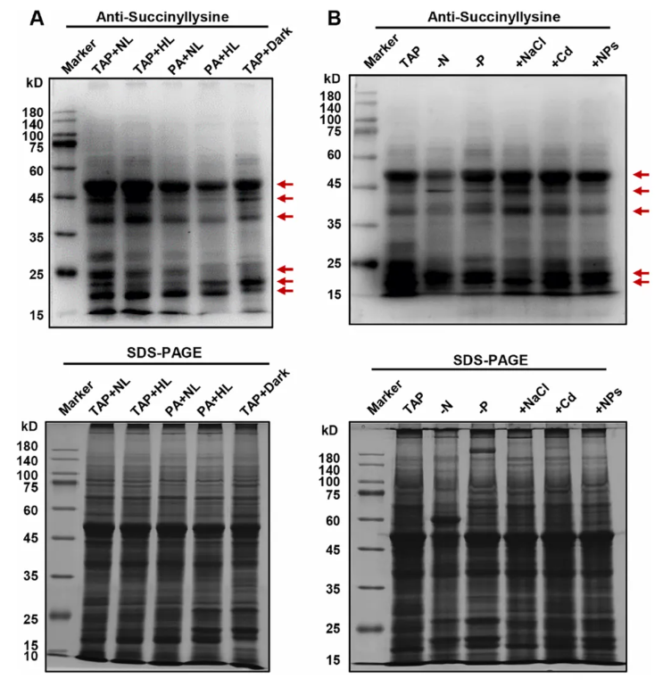 J.Agric.Food Chem.(IF=6.2)|江汉大学胡长峰团队首绘莱茵衣藻赖氨酸琥珀酰化全景图谱，揭秘酰化修饰串扰调控核心代谢的全新机制(图2)