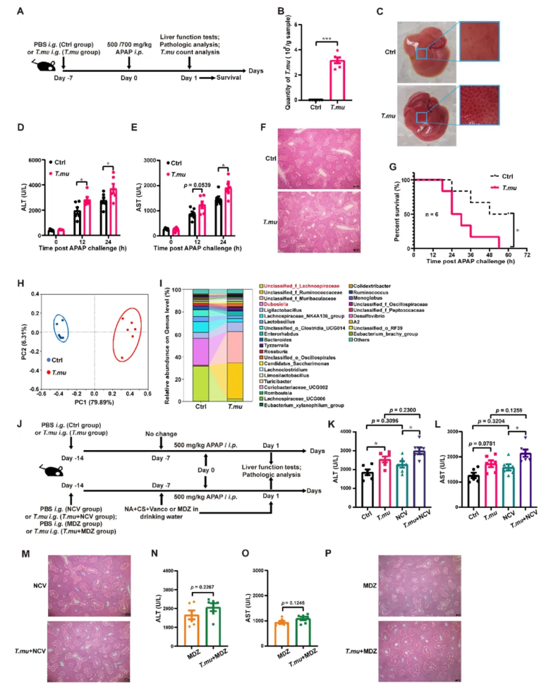 Gut Microbes(IF=15.3)|徐州医科大学团队发现肠道中的“隐形炸弹”：一种共生原生生物自产鞘氨醇，远程加剧药物性肝损伤(图3)