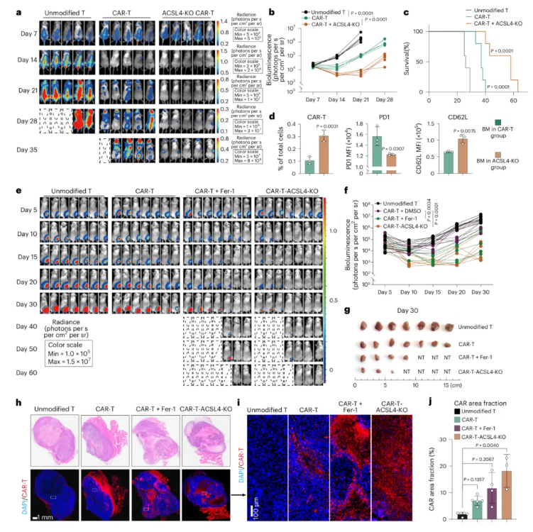nature cancer(IF=28.0)|浙江大学良渚实验室黄河教授团队:靶向ACSL4阻断铁死亡,恢复CAR-T细胞在体内的抗肿瘤活性(图8) nature cancer(IF=28.0)|浙江大学良渚实验室黄河教授团队:靶向ACSL4阻断铁死亡,恢复CAR-T细胞在体内的抗肿瘤活性(图8)