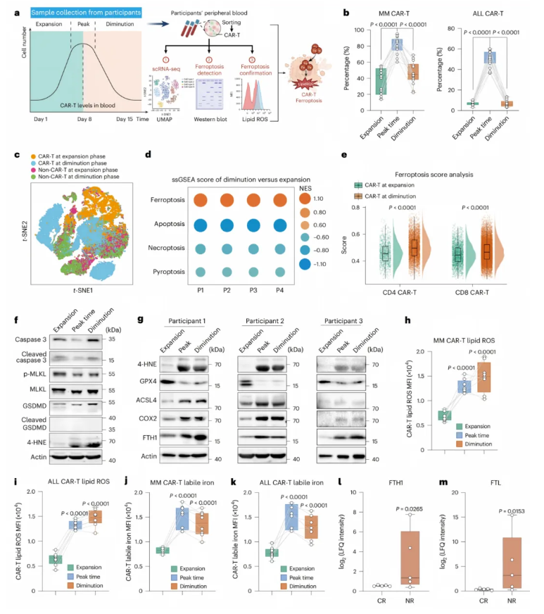 nature cancer(IF=28.0)|浙江大学良渚实验室黄河教授团队:靶向ACSL4阻断铁死亡,恢复CAR-T细胞在体内的抗肿瘤活性(图2) nature cancer(IF=28.0)|浙江大学良渚实验室黄河教授团队:靶向ACSL4阻断铁死亡,恢复CAR-T细胞在体内的抗肿瘤活性(图2)