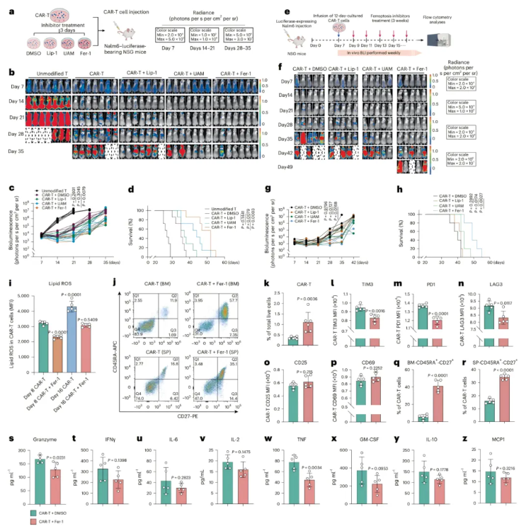 nature cancer(IF=28.0)|浙江大学良渚实验室黄河教授团队:靶向ACSL4阻断铁死亡,恢复CAR-T细胞在体内的抗肿瘤活性(图3) nature cancer(IF=28.0)|浙江大学良渚实验室黄河教授团队:靶向ACSL4阻断铁死亡,恢复CAR-T细胞在体内的抗肿瘤活性(图3)