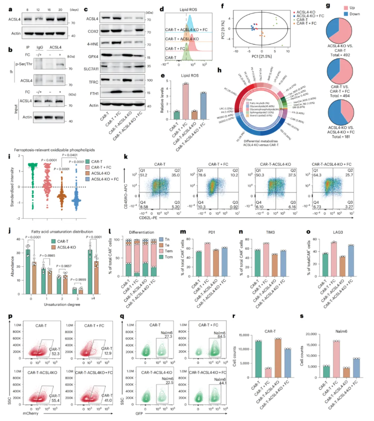 nature cancer(IF=28.0)|浙江大学良渚实验室黄河教授团队:靶向ACSL4阻断铁死亡,恢复CAR-T细胞在体内的抗肿瘤活性(图7) nature cancer(IF=28.0)|浙江大学良渚实验室黄河教授团队:靶向ACSL4阻断铁死亡,恢复CAR-T细胞在体内的抗肿瘤活性(图7)