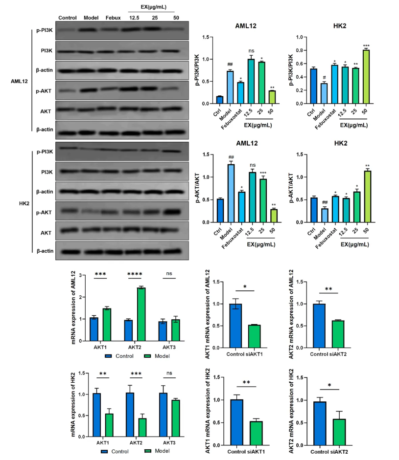 Phytomedicine(IF=11.3)|降尿酸新方案!内蒙古中医医院研究团队发文揭示文冠果叶提取物降尿酸效果媲美非布司他(图9) Phytomedicine(IF=11.3)|降尿酸新方案!内蒙古中医医院研究团队发文揭示文冠果叶提取物降尿酸效果媲美非布司他(图9)