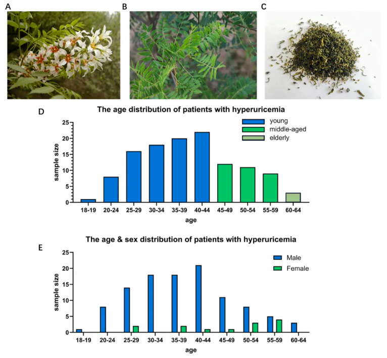 Phytomedicine(IF=11.3)|降尿酸新方案!内蒙古中医医院研究团队发文揭示文冠果叶提取物降尿酸效果媲美非布司他(图2) Phytomedicine(IF=11.3)|降尿酸新方案!内蒙古中医医院研究团队发文揭示文冠果叶提取物降尿酸效果媲美非布司他(图2)
