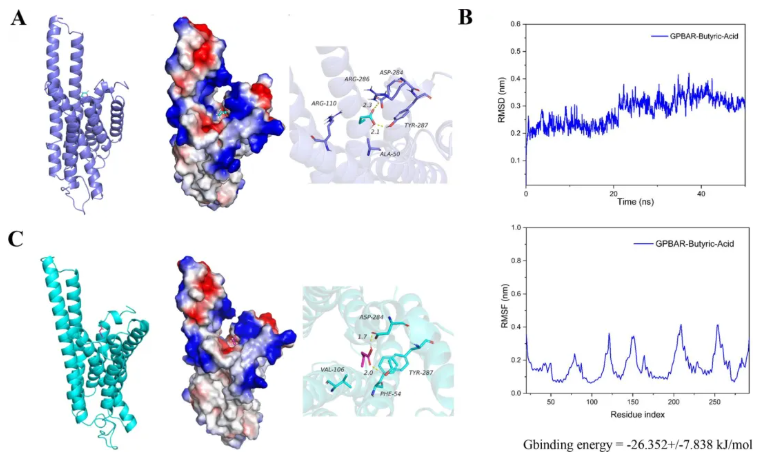 Mol.Med.(IF=8.3)|武汉大学人民医院研究团队：TGR5/β-arrestin2介导丁酸钠调控巨噬细胞极化(图4)