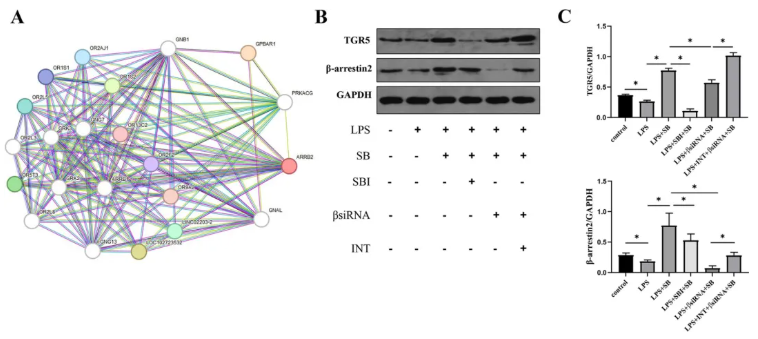 Mol.Med.(IF=8.3)|武汉大学人民医院研究团队：TGR5/β-arrestin2介导丁酸钠调控巨噬细胞极化(图5)