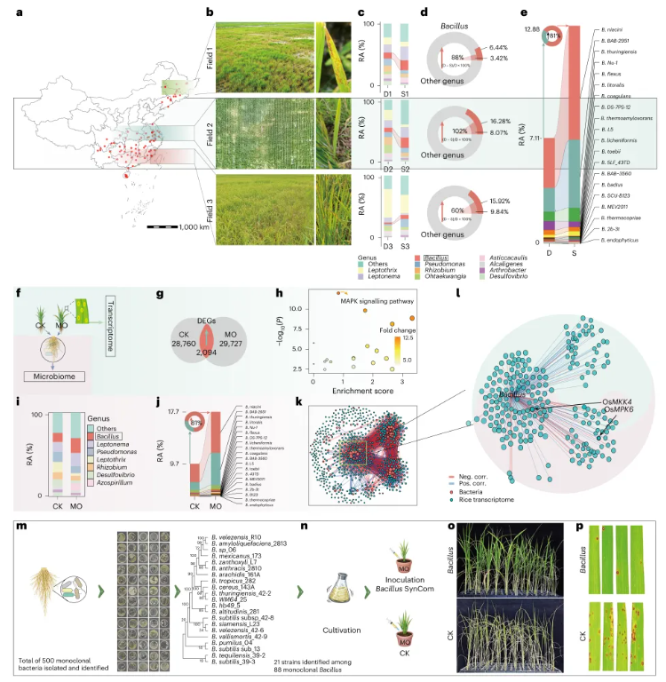 nature plants(IF=15.0)|南京农业大学团队发现水稻抗病密码:叶片发令,根系精准招募益生菌!(图2) nature plants(IF=15.0)|南京农业大学团队发现水稻抗病密码:叶片发令,根系精准招募益生菌!(图2)