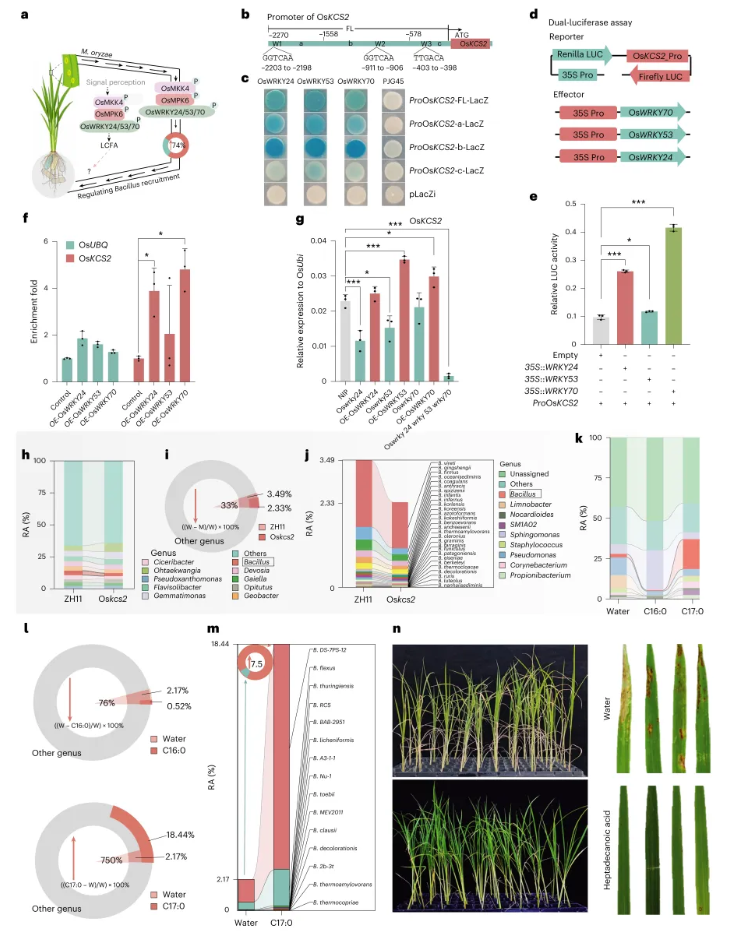 nature plants(IF=15.0)|南京农业大学团队发现水稻抗病密码:叶片发令,根系精准招募益生菌!(图5) nature plants(IF=15.0)|南京农业大学团队发现水稻抗病密码:叶片发令,根系精准招募益生菌!(图5)