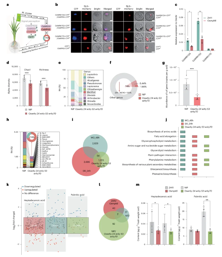 nature plants(IF=15.0)|南京农业大学团队发现水稻抗病密码:叶片发令,根系精准招募益生菌!(图4) nature plants(IF=15.0)|南京农业大学团队发现水稻抗病密码:叶片发令,根系精准招募益生菌!(图4)