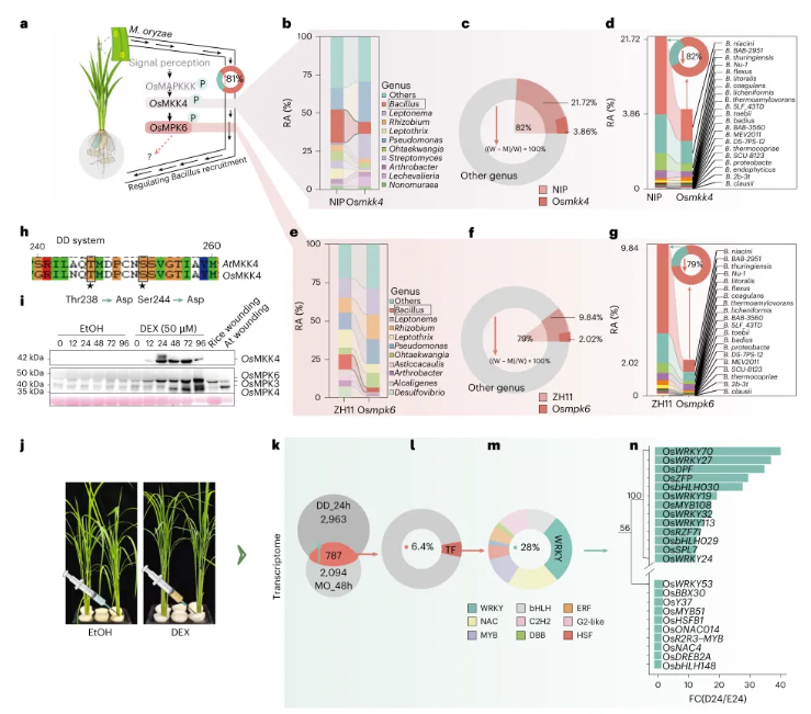 nature plants(IF=15.0)|南京农业大学团队发现水稻抗病密码:叶片发令,根系精准招募益生菌!(图3) nature plants(IF=15.0)|南京农业大学团队发现水稻抗病密码:叶片发令,根系精准招募益生菌!(图3)