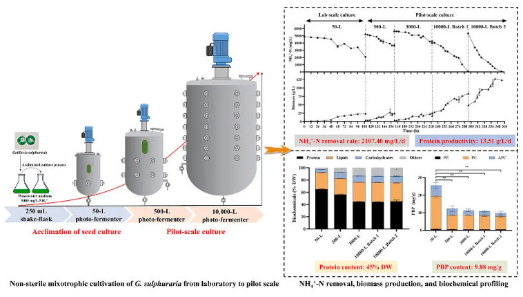 Bioresour Technol.(IF=8.2)|非无菌、低成本、高蛋白—华南理工研究团队采用嗜硫红藻中试系统破解高氨氮废水处理难题！(图2)