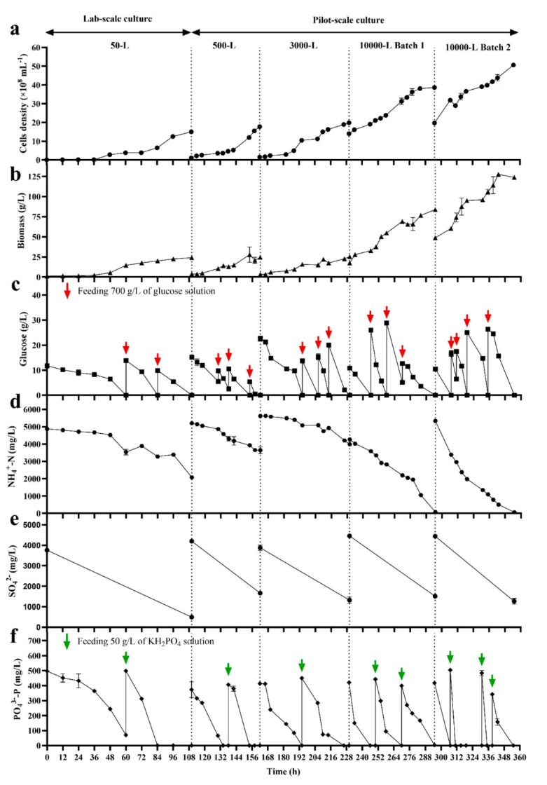 Bioresour Technol.(IF=8.2)|非无菌、低成本、高蛋白—华南理工研究团队采用嗜硫红藻中试系统破解高氨氮废水处理难题！(图5)