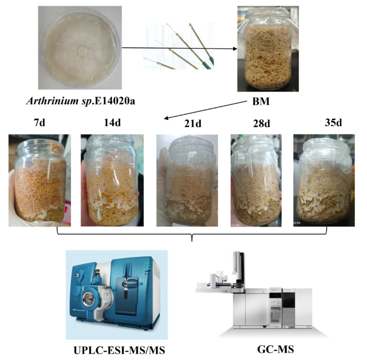 Front.Plant Sci.(IF=5.9)|真菌诱导的沉香香气从何而来？中国医学科学院杨云团队破解真菌“造香”密码，揭秘沉香生物合成的动态调控机制(图2)