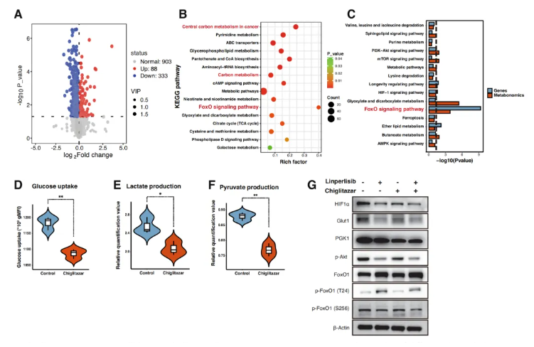 Cell Death Dis.(IF=12.2)|厦门大学徐兵教授团队解锁滤泡性淋巴瘤治疗新策略：PI3Kδ与PPARα双靶向重塑代谢激活FoxO1(图6)