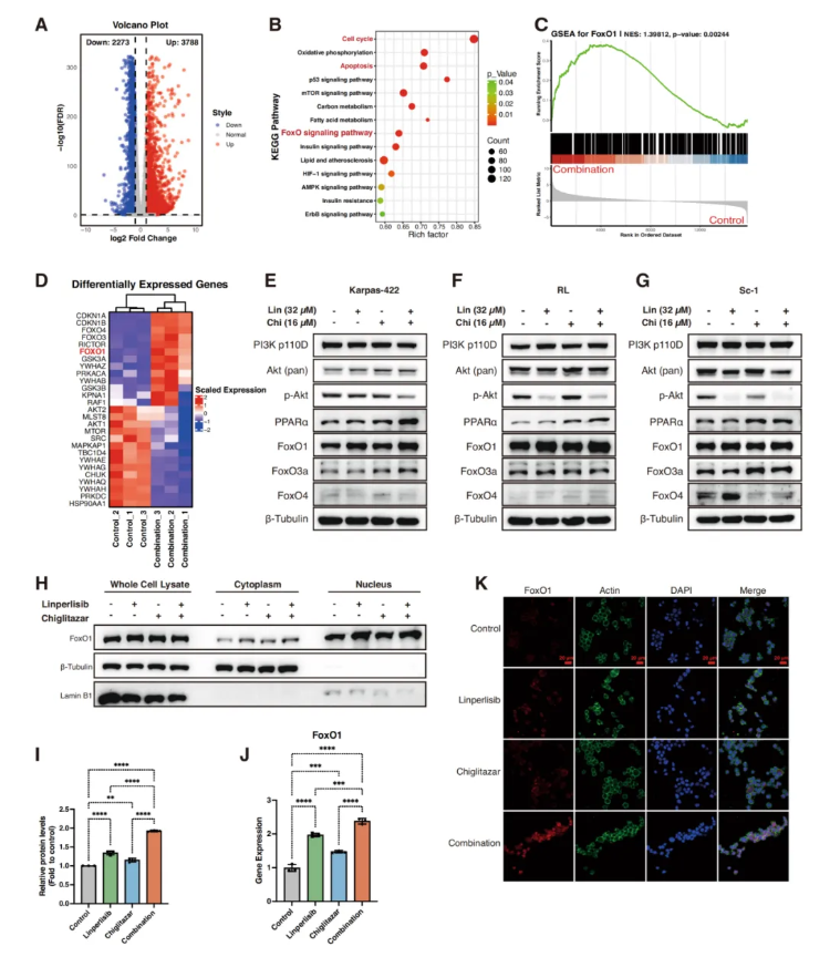Cell Death Dis.(IF=12.2)|厦门大学徐兵教授团队解锁滤泡性淋巴瘤治疗新策略：PI3Kδ与PPARα双靶向重塑代谢激活FoxO1(图5)