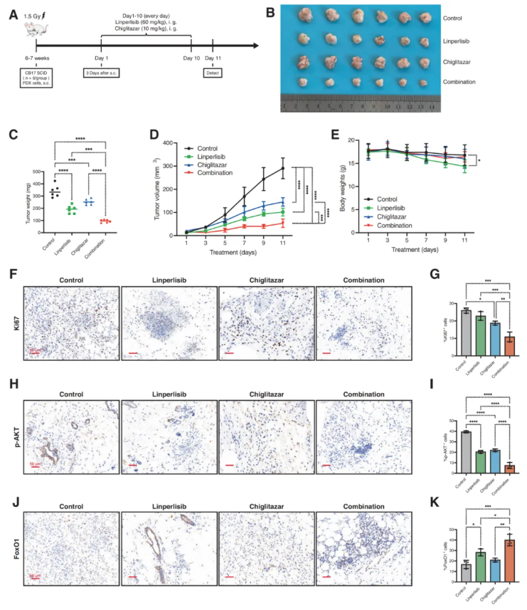 Cell Death Dis.(IF=12.2)|厦门大学徐兵教授团队解锁滤泡性淋巴瘤治疗新策略：PI3Kδ与PPARα双靶向重塑代谢激活FoxO1(图8)