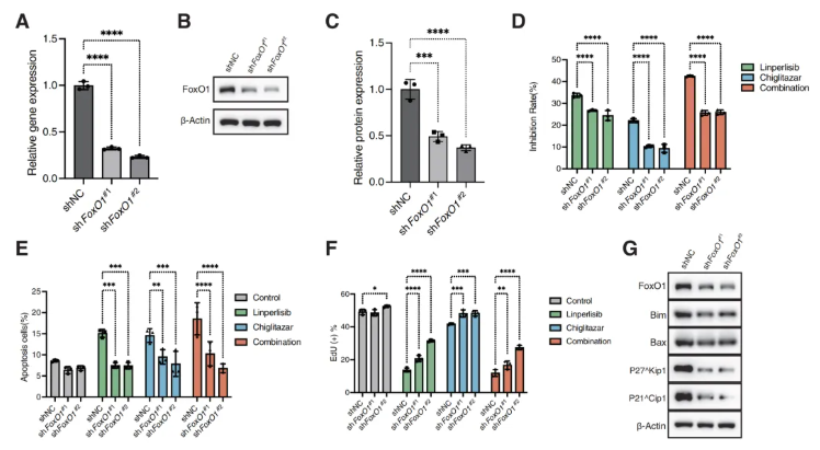 Cell Death Dis.(IF=12.2)|厦门大学徐兵教授团队解锁滤泡性淋巴瘤治疗新策略：PI3Kδ与PPARα双靶向重塑代谢激活FoxO1(图7)