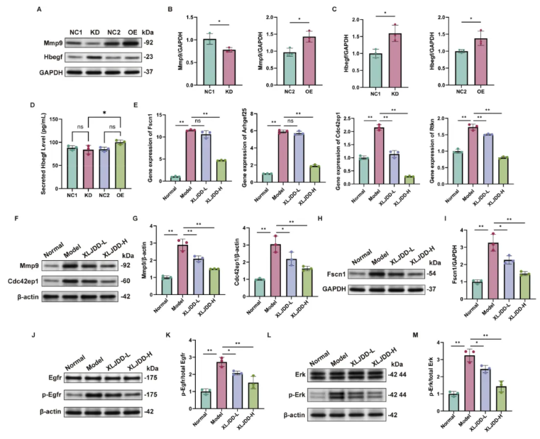 Phytomedicine(IF=11.3)|南中医研究团队揭示仙连解毒汤靶向Plaur抑制结直肠癌肝转移的分子机制！(图9)
