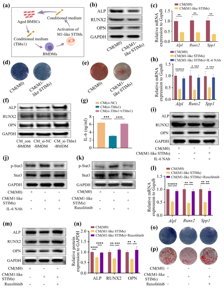 Aging Cell(IF=7.7)|福建医科大学陈江教授团队:揭秘衰老骨髓微环境恶性循环!Thbs1靶向破解老年骨再生难题(图8) Aging Cell(IF=7.7)|福建医科大学陈江教授团队:揭秘衰老骨髓微环境恶性循环!Thbs1靶向破解老年骨再生难题(图8)