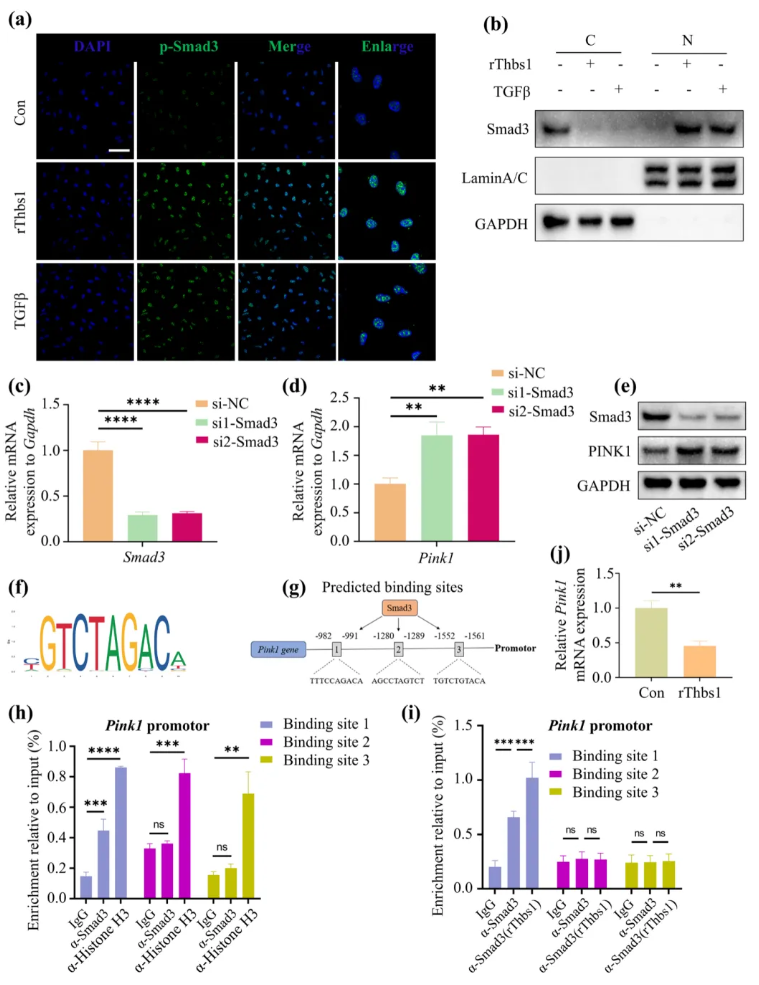 Aging Cell(IF=7.7)|福建医科大学陈江教授团队:揭秘衰老骨髓微环境恶性循环!Thbs1靶向破解老年骨再生难题(图7) Aging Cell(IF=7.7)|福建医科大学陈江教授团队:揭秘衰老骨髓微环境恶性循环!Thbs1靶向破解老年骨再生难题(图7)