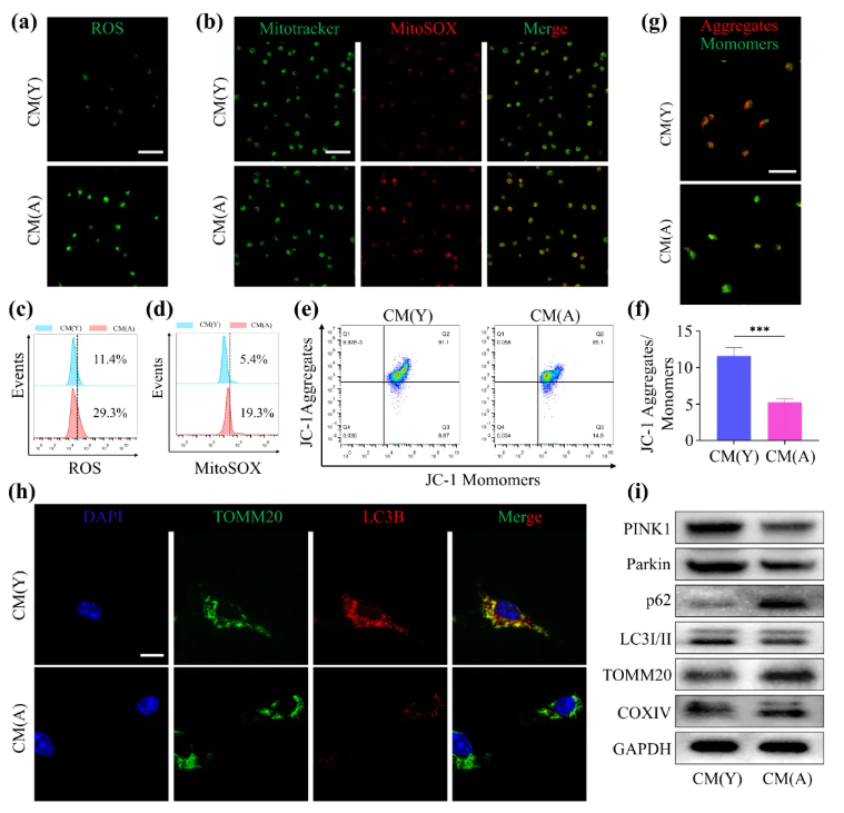 Aging Cell(IF=7.7)|福建医科大学陈江教授团队:揭秘衰老骨髓微环境恶性循环!Thbs1靶向破解老年骨再生难题(图3) Aging Cell(IF=7.7)|福建医科大学陈江教授团队:揭秘衰老骨髓微环境恶性循环!Thbs1靶向破解老年骨再生难题(图3)