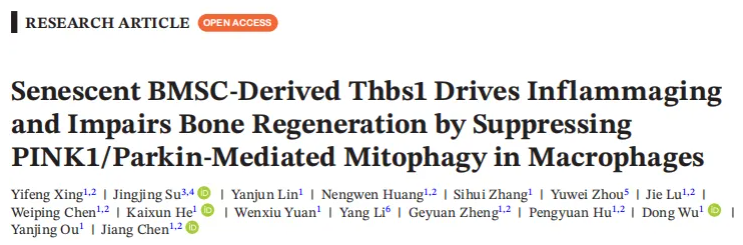 Aging Cell(IF=7.7)|福建医科大学陈江教授团队:揭秘衰老骨髓微环境恶性循环!Thbs1靶向破解老年骨再生难题(图1) Aging Cell(IF=7.7)|福建医科大学陈江教授团队:揭秘衰老骨髓微环境恶性循环!Thbs1靶向破解老年骨再生难题(图1)