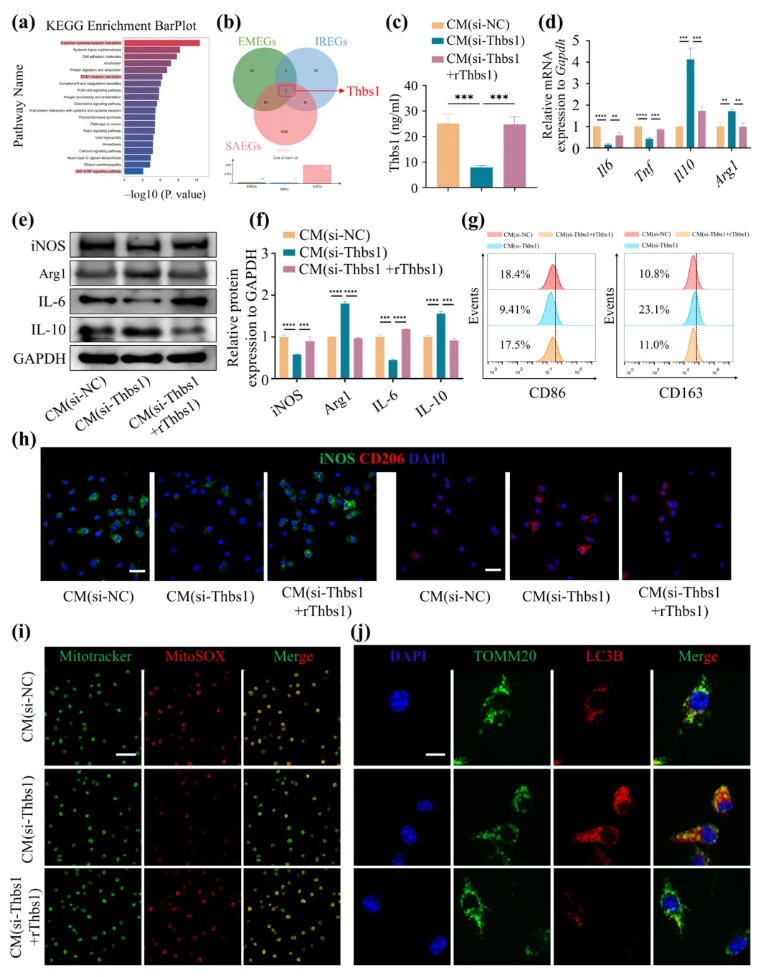 Aging Cell(IF=7.7)|福建医科大学陈江教授团队:揭秘衰老骨髓微环境恶性循环!Thbs1靶向破解老年骨再生难题(图5) Aging Cell(IF=7.7)|福建医科大学陈江教授团队:揭秘衰老骨髓微环境恶性循环!Thbs1靶向破解老年骨再生难题(图5)