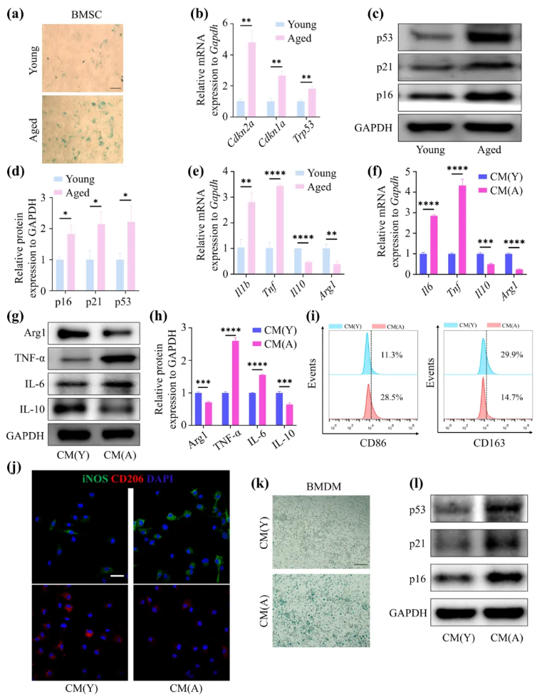 Aging Cell(IF=7.7)|福建医科大学陈江教授团队:揭秘衰老骨髓微环境恶性循环!Thbs1靶向破解老年骨再生难题(图2) Aging Cell(IF=7.7)|福建医科大学陈江教授团队:揭秘衰老骨髓微环境恶性循环!Thbs1靶向破解老年骨再生难题(图2)
