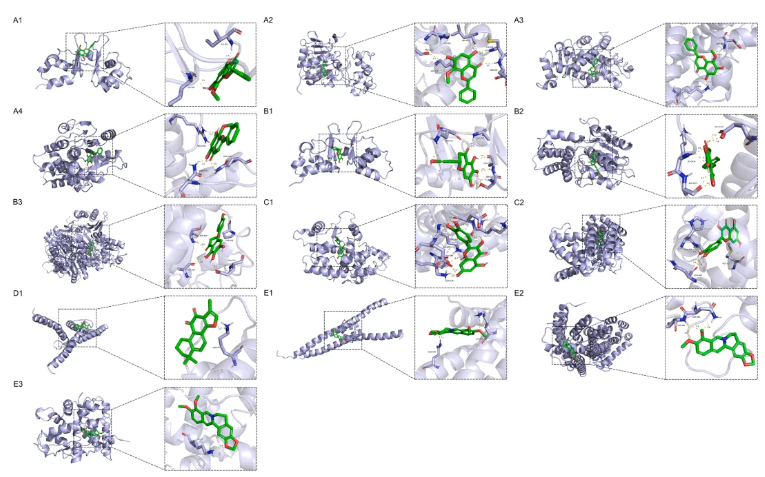 Phytomedicine(IF=11.3)|湖南中医药大学团队多组学方法揭秘：左归降糖清肝方重塑脂肪酸代谢，改善MASLD(图6)